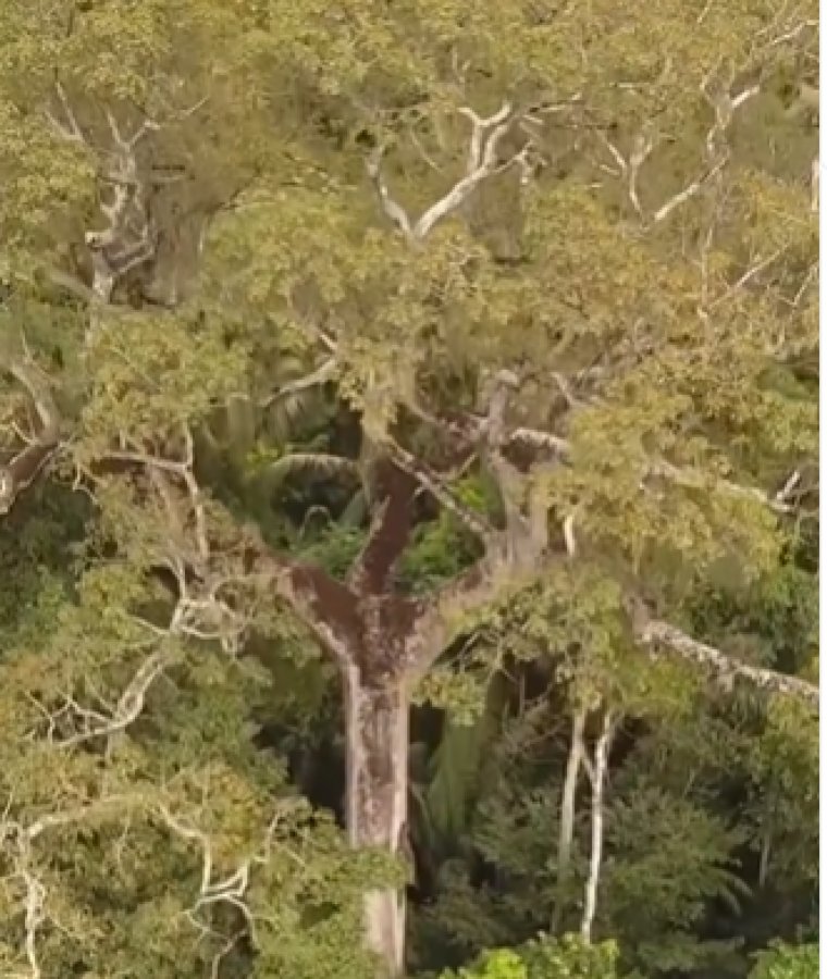 A Maior Rvore Da Am Rica Latina Fica Na Cidade De Alta Floresta Veja