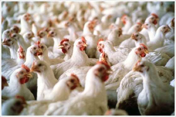 Aves/frango/galinha/avicultores/setor avícola