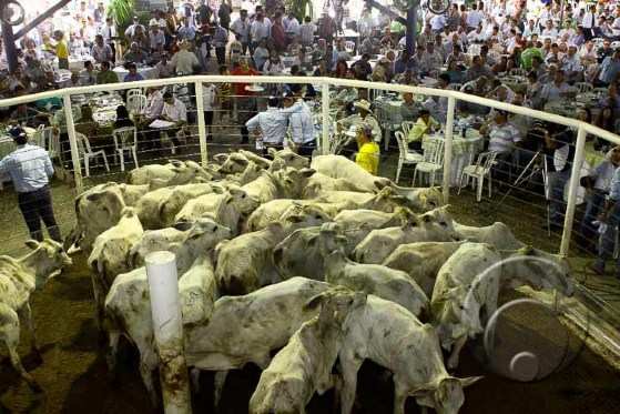 Vaca louca/gado/rebanho bovino