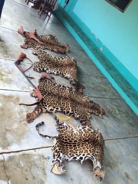 Couro de onça pintada