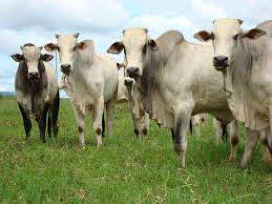 Custo de produção da pecuária bovina