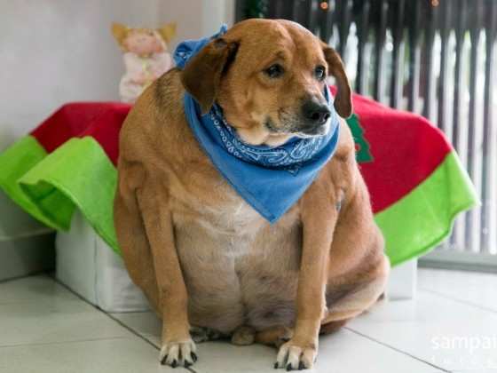 BOLINHA, CÃO, OBESO