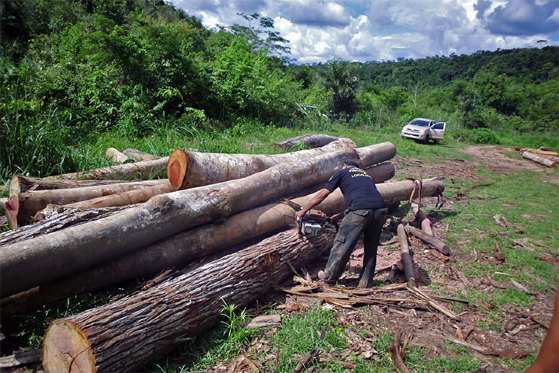 desmatamento - extracao ilegal de madeira