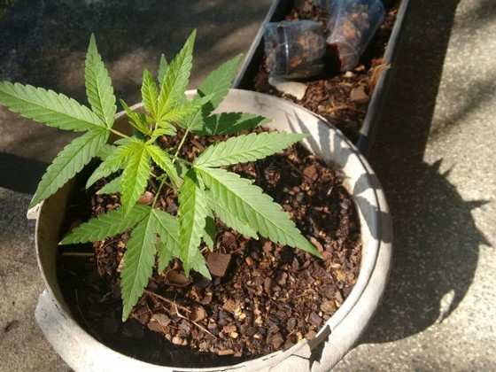 maconha