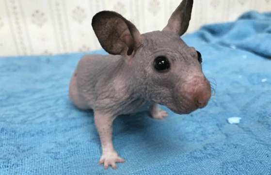 Hamster