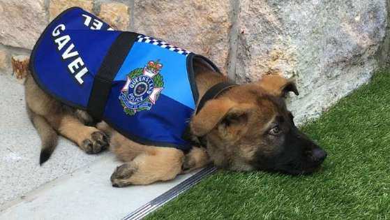 cachorro policia
