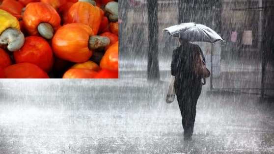 Chuva do caju
