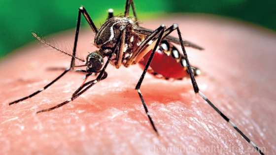 mosquito da dengue 