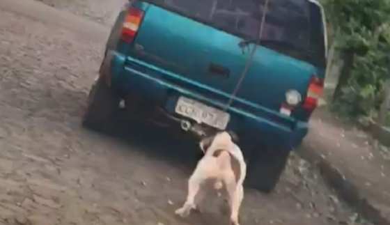 Cachorro puxado por camionete