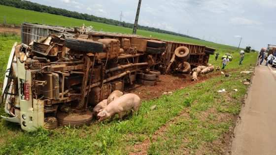 acidente com porcos na pista