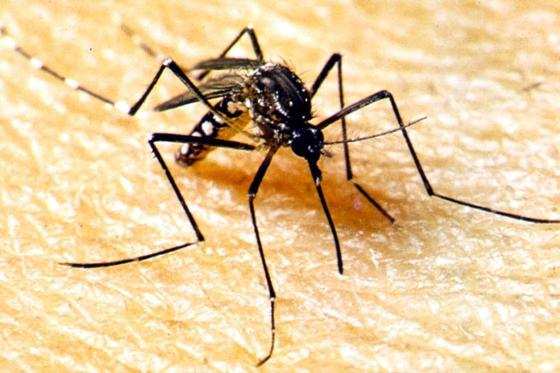 Ações de combate ao mosquito da dengue.jpg
