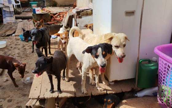 CACHORROS 