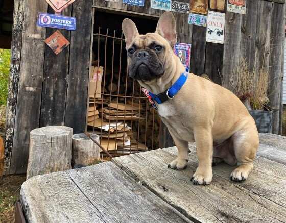 BULDOGUE