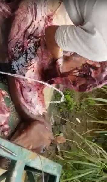 Homens matam cavalo para comer carne e são presos em São Francisco do Sul -  NSC Total