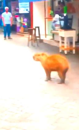 capivara no centro de cuiaba
