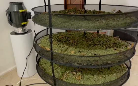 MACONHA PLANTAÇÃO