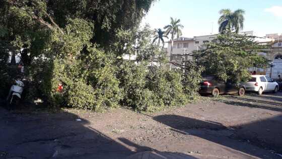 ARVORE CAIU NA PRAÇA DA REPUBLICA (2).jpeg