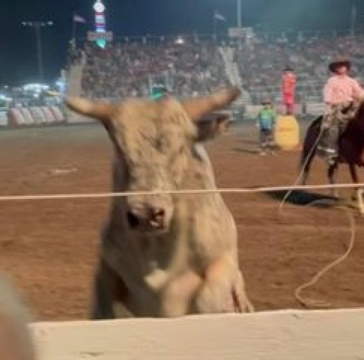 Ao Fugir De Rodeio Touro Pula Conten O Invade Arquibancada E Assusta