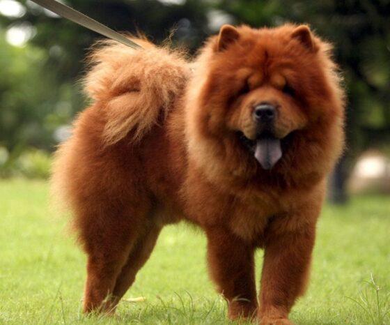 chow chow