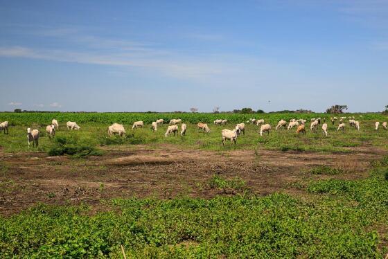 Pantanal 