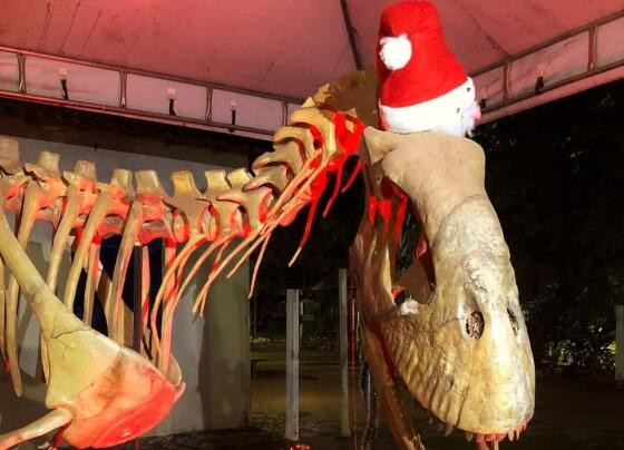 Dino Natal