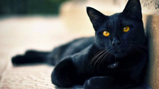 gato preto