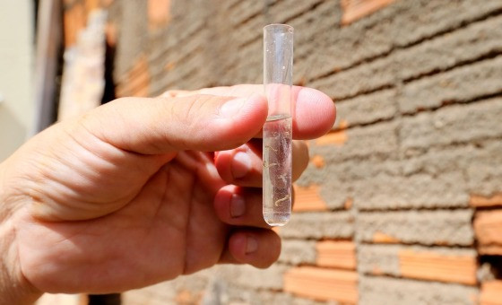 dengue vg 