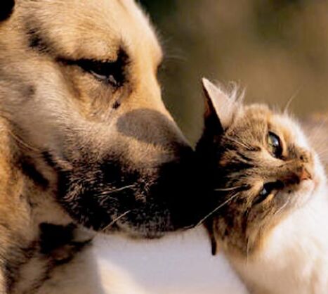 pets
