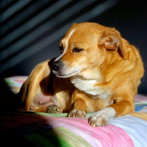 Cachorro