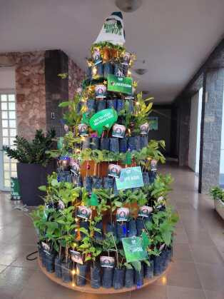 árvore de natal mudas