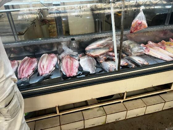 FISCALIZAÇÃO PEIXES