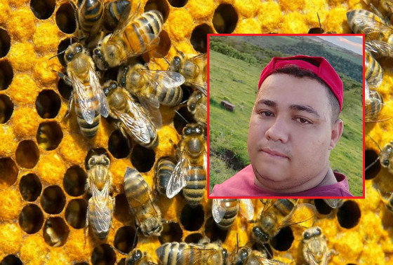 CE: Ataque de abelhas deixa homem ferido e mata cavalo e galinhas em sítio  - 18/11/2020 - UOL Notícias