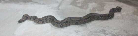 cobra guarantã
