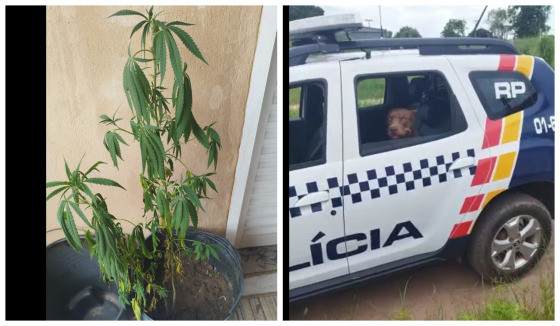cachorro dedo duro