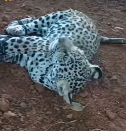 onças mortas amarradas