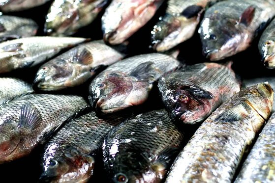 peixe santo vg