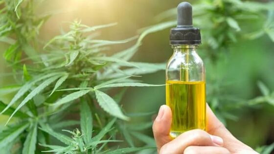 cannabis medicinal