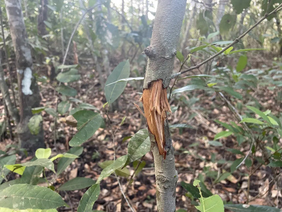 BANDO DE CONFRESA 2