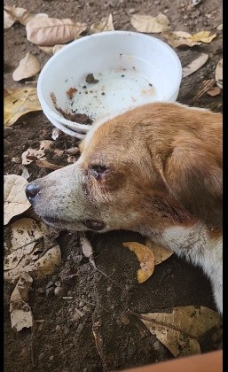 Cachorro vítima de violência no CPA