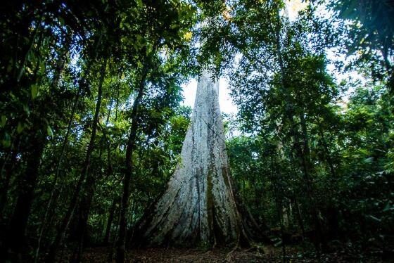 Amazônia Legal