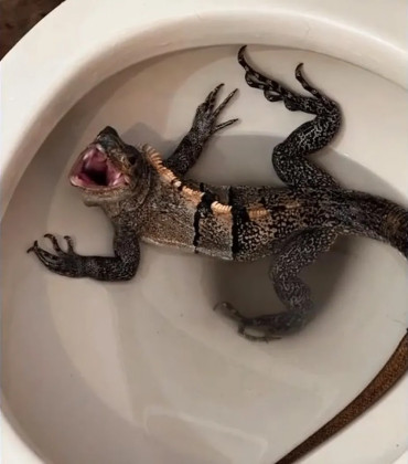 IGUANA DENTRO DO VASO SANITÁRIO