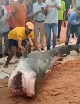 TUBARÃO EGITO