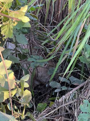 ONÇA ATROPELADA EM SANTO ANTÔNIO.jpeg