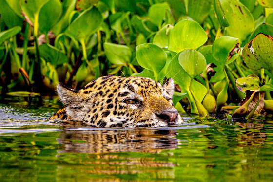 PANTANAL 
