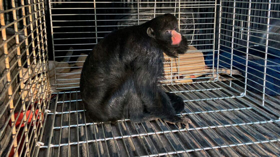 Macaca cuxiú-de-nariz-branco resgatada em Sorriso