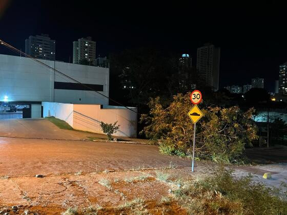 Queda árvore bosque