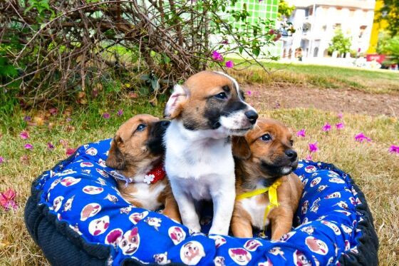 animais filhotes cachorros adoção
