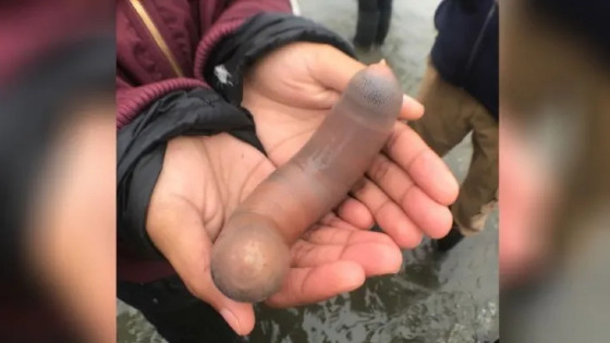 peixe penis