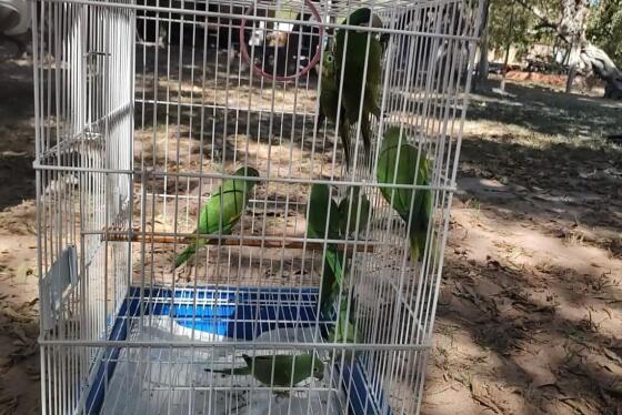 Aves 
