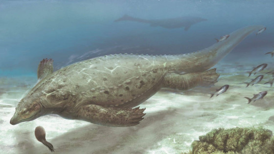 NOVO ANIMAL MARINHO